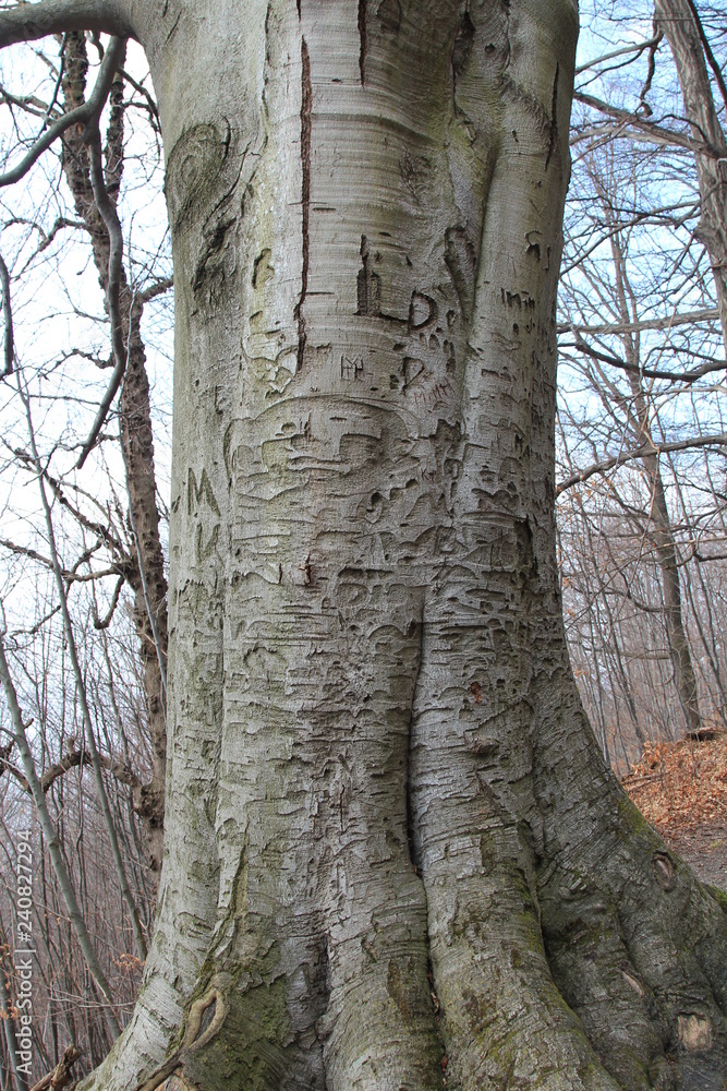 Hukvaldy obora autumn