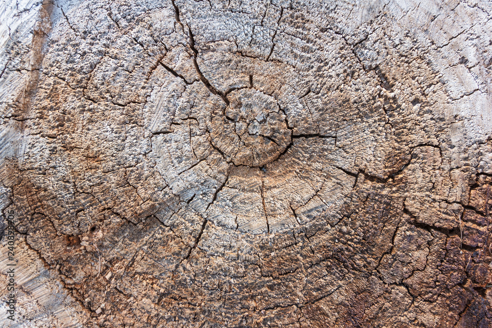 Closeup of a sawed stump. Texture and pattern on the surface Closeup of a sawed stump. Texture and pattern on the surface