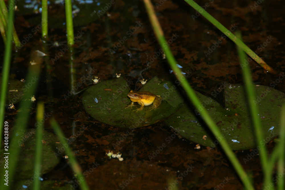 frog in a pond frog in a pond