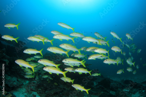 Fish on coral reef 