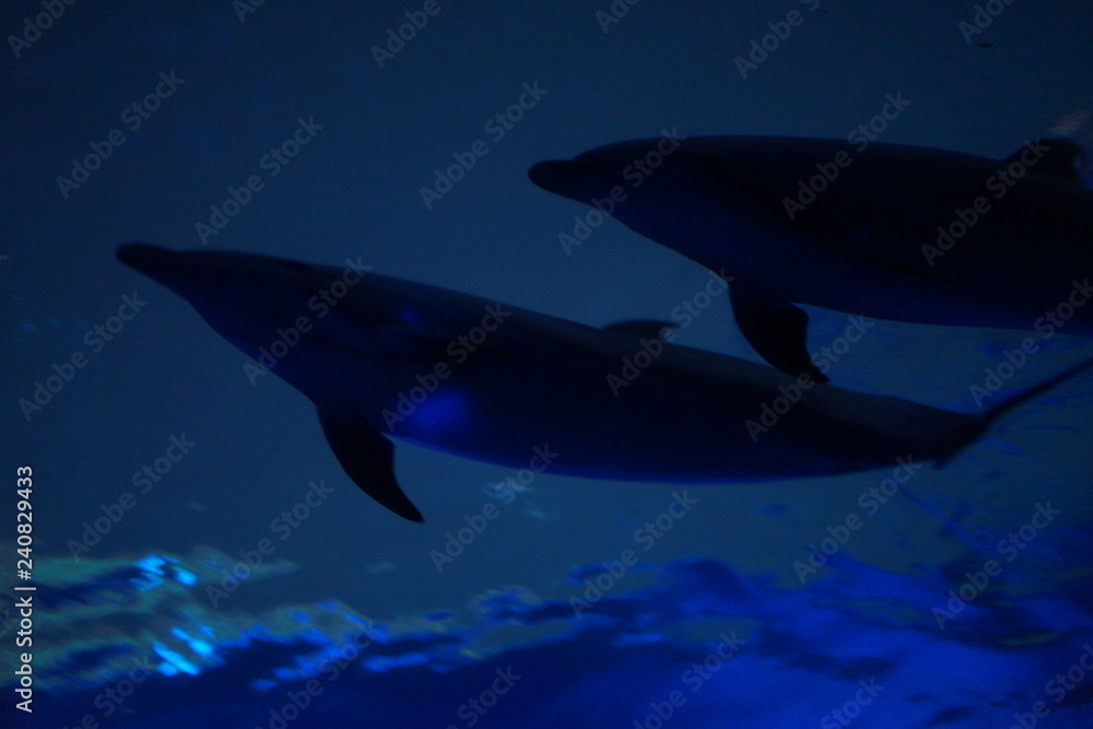 Naklejka premium 水族館のイルカ