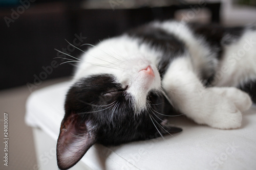 happy kitten sleeping on chair