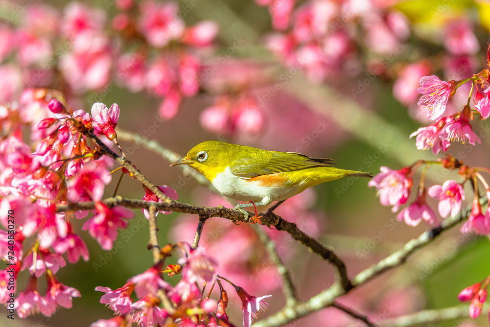 Japanese White-eye (Zosterops japonicus) on a Cherry blossom Japanese White-eye (Zosterops japonicus) on a Cherry blossom