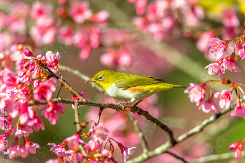 Japanese White-eye (Zosterops japonicus) on a Cherry blossom