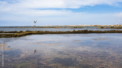 A seagull flying over the saline with Trapani skyline on the background, Sicily, Italy