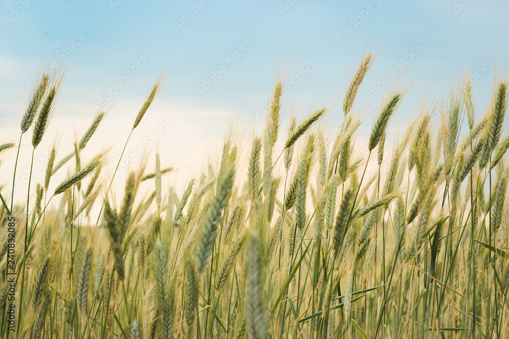 Yellow spikelets of wheat in the field close up on a blue sky background Yellow spikelets of wheat in the field close up on a blue sky background