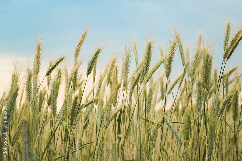 Yellow spikelets of wheat in the field close up on a blue sky background Yellow spikelets of wheat in the field close up on a blue sky background