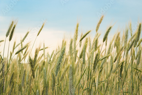 Yellow spikelets of wheat in the field close up on a blue sky background