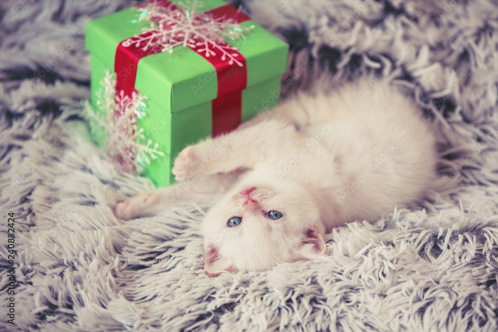 Cute little white kitten lying near the gift box on a fluffy blanket Cute little white kitten lying near the gift box on a fluffy blanket