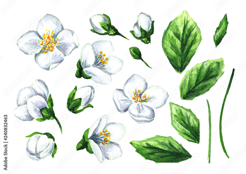 Jasmine Flower Drawing Images – Browse 27,084 Stock Photos, Vectors, and  Video | Adobe Stock