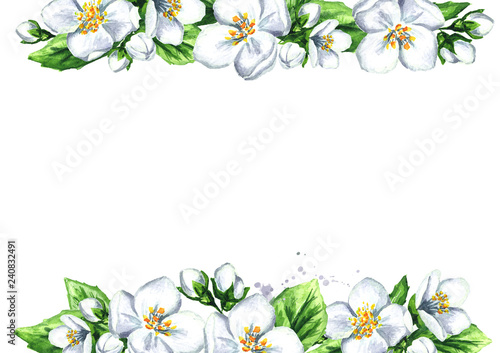 White jasmine template. Watercolor hand drawn illustration, isolated on white background © dariaustiugova