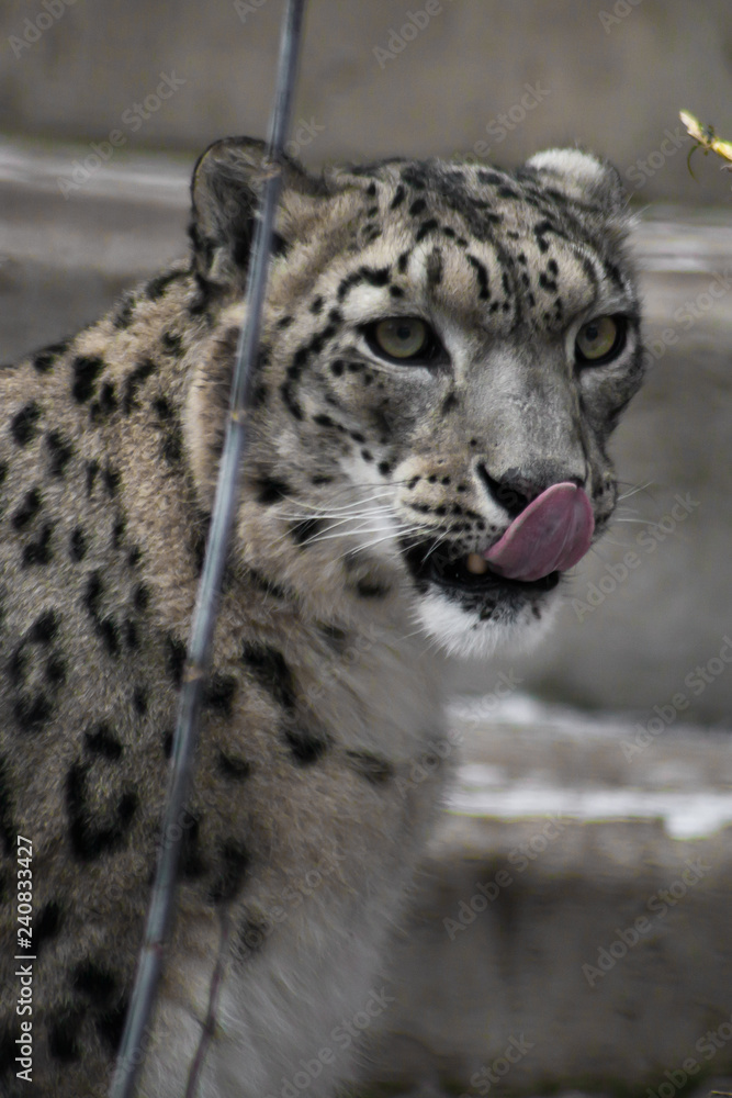 Beautiful and noble face of the snow leopard close-up in the winter among the branches Beautiful and noble face of the snow leopard close-up in the winter among the branches