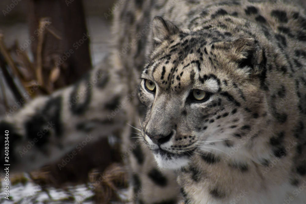Beautiful and noble face of the snow leopard close-up in the winter among the branches Beautiful and noble face of the snow leopard close-up in the winter among the branches