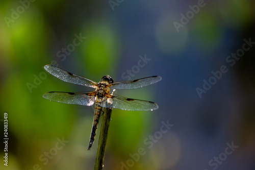 Dragonflys © Martin