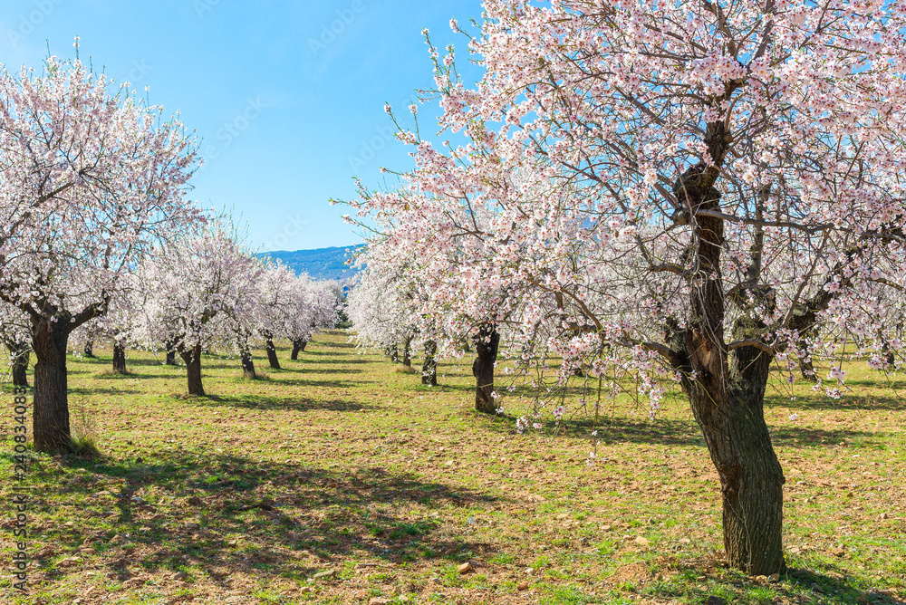 The blossoming almond trees in full bloom, Spain The blossoming almond trees in full bloom, Spain