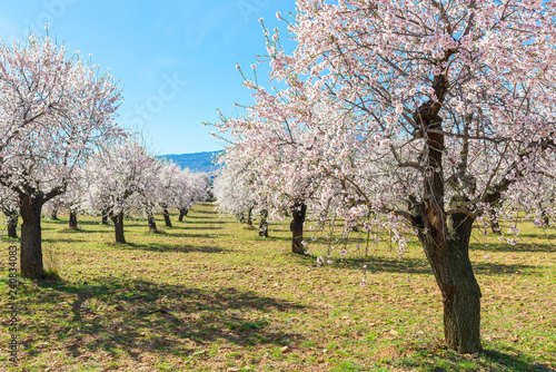 The blossoming almond trees in full bloom, Spain