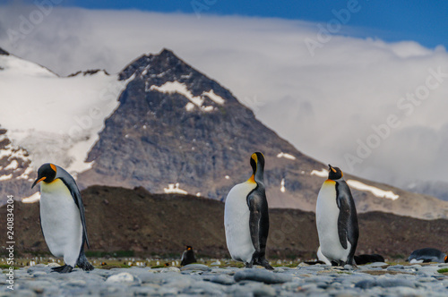 Three King Penguins - Aptenodytes patagonicus - Walking in line with a mountain in the background. Salisbury plains  on South Georgia Island.