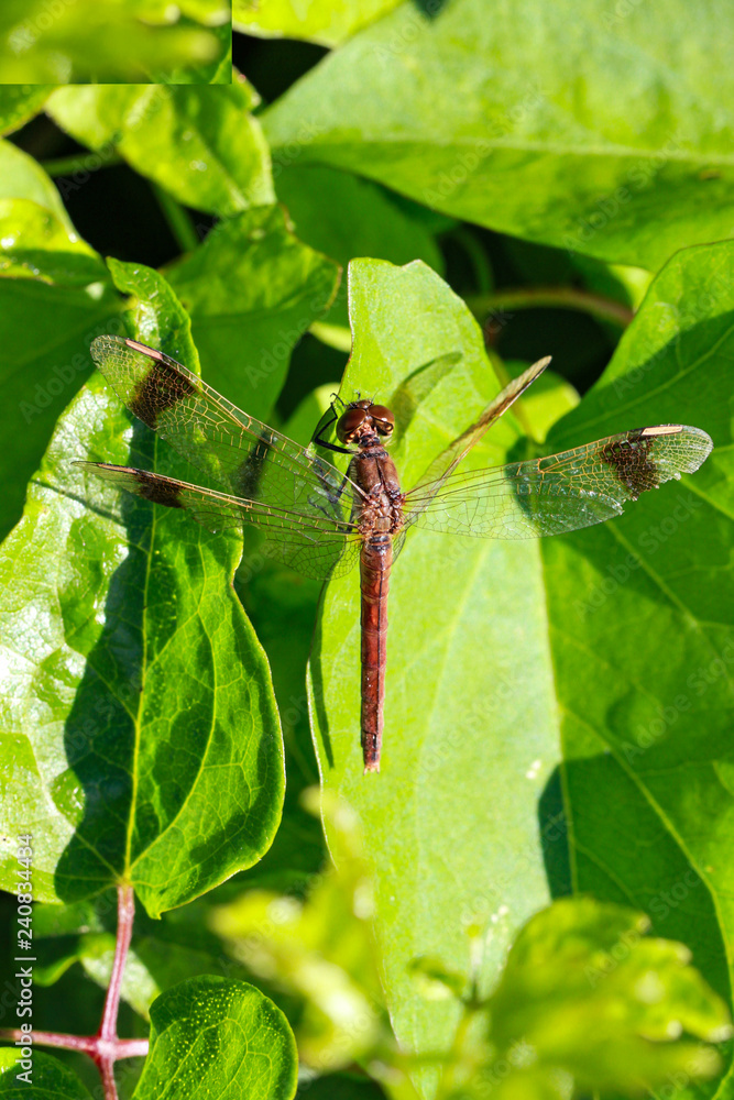 Red Dragonflys Red Dragonflys