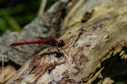 Red Dragonflys