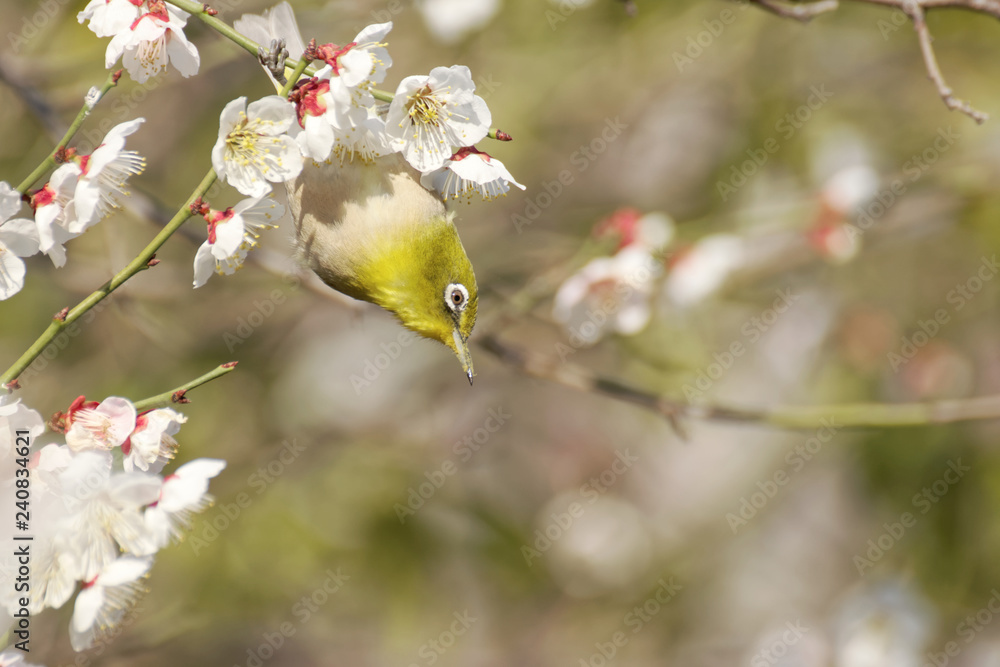 Japanese white-eye on plum blossom tree Japanese white-eye on plum blossom tree
