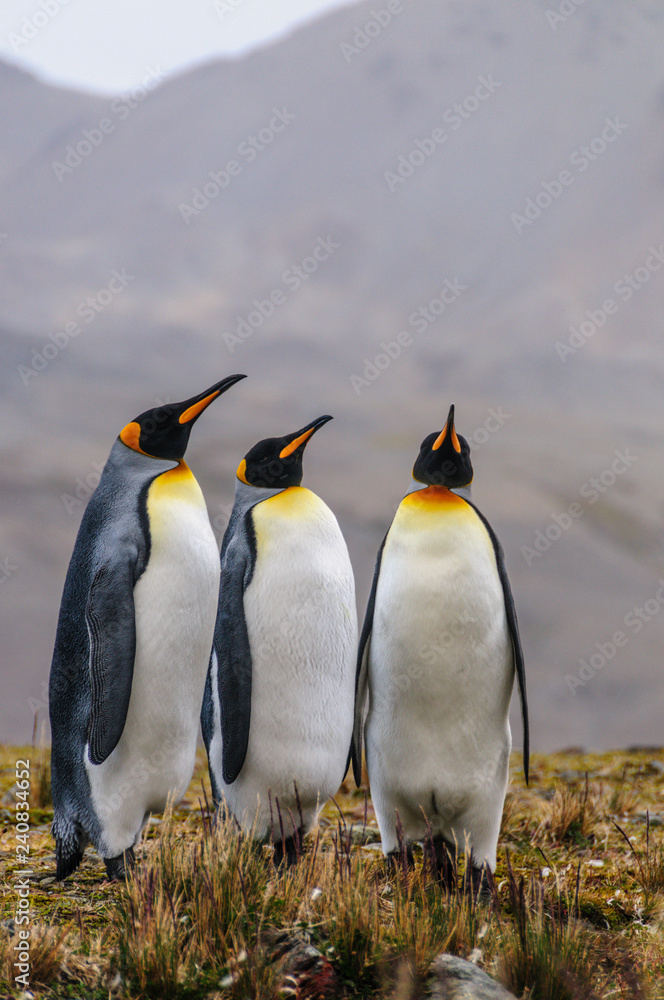 Fototapeta premium Three King Penguins - Aptenodytes patagonicus - Standing Next to each other, while engaging in a mating ritual. Fortunat Bay, South Georgia Island.