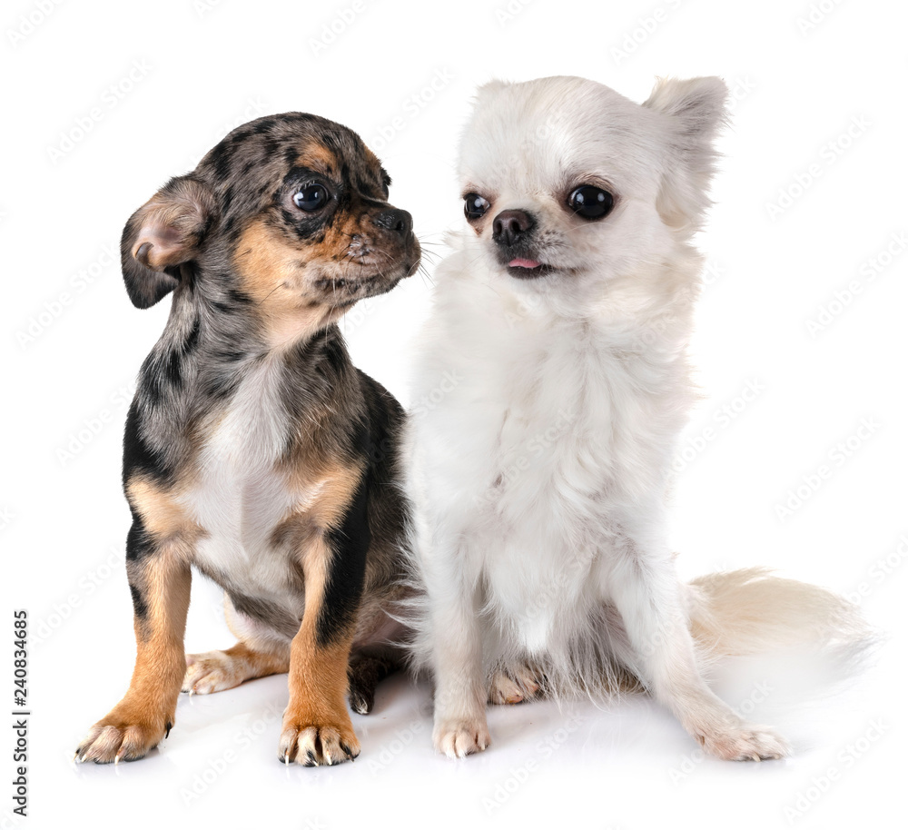 chihuahuas in studio chihuahuas in studio