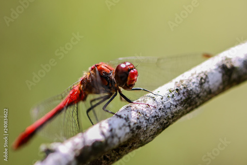 Red Dragonflys © Martin