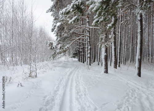 Ski track in winter forest