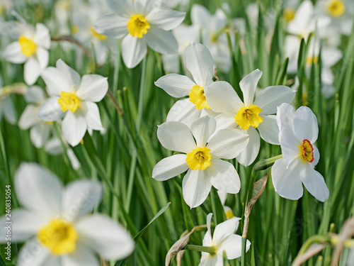 Weiße Narzissen, Narcissus