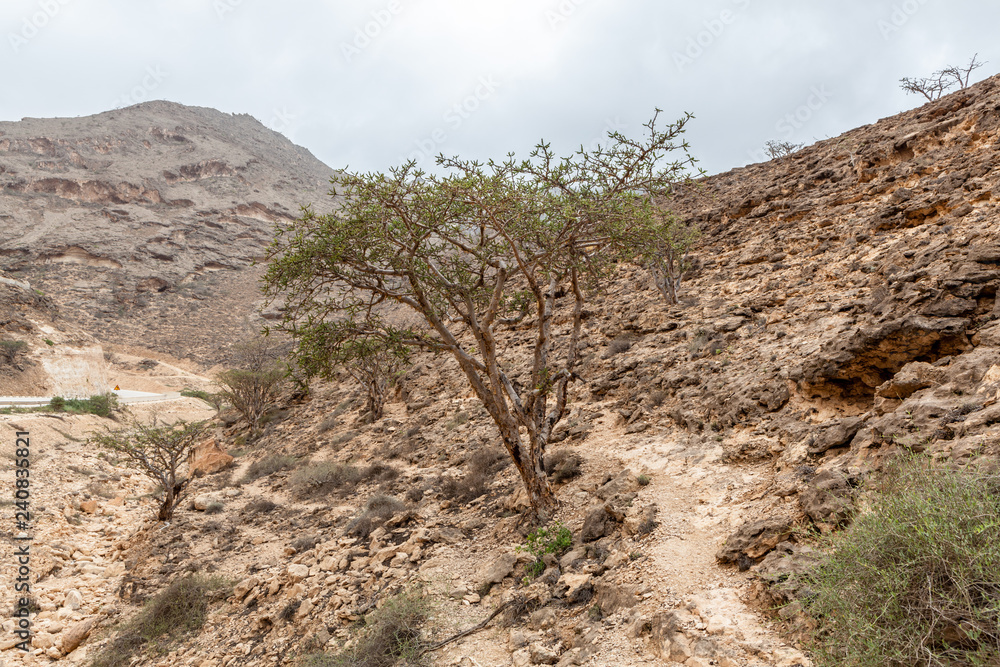 Frankincense trees near Salalah, Dhofar Province, Oman