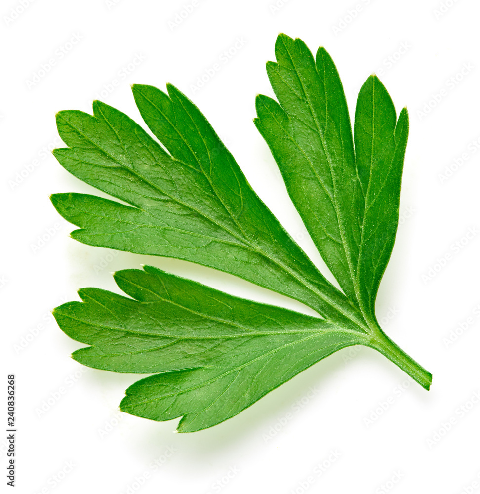 Obraz premium Parsley isolated on white