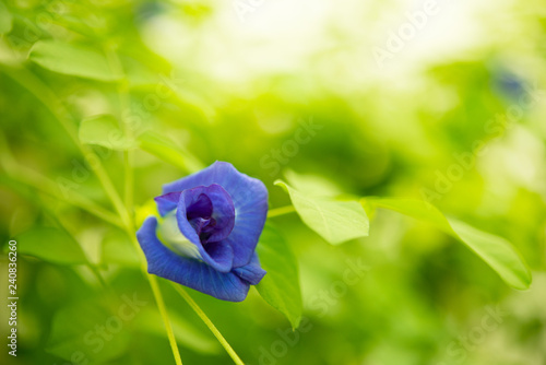 Blue butterfly pea flowers tree plant