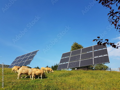 Schafe auf einer Weide vor einer Solaranlage