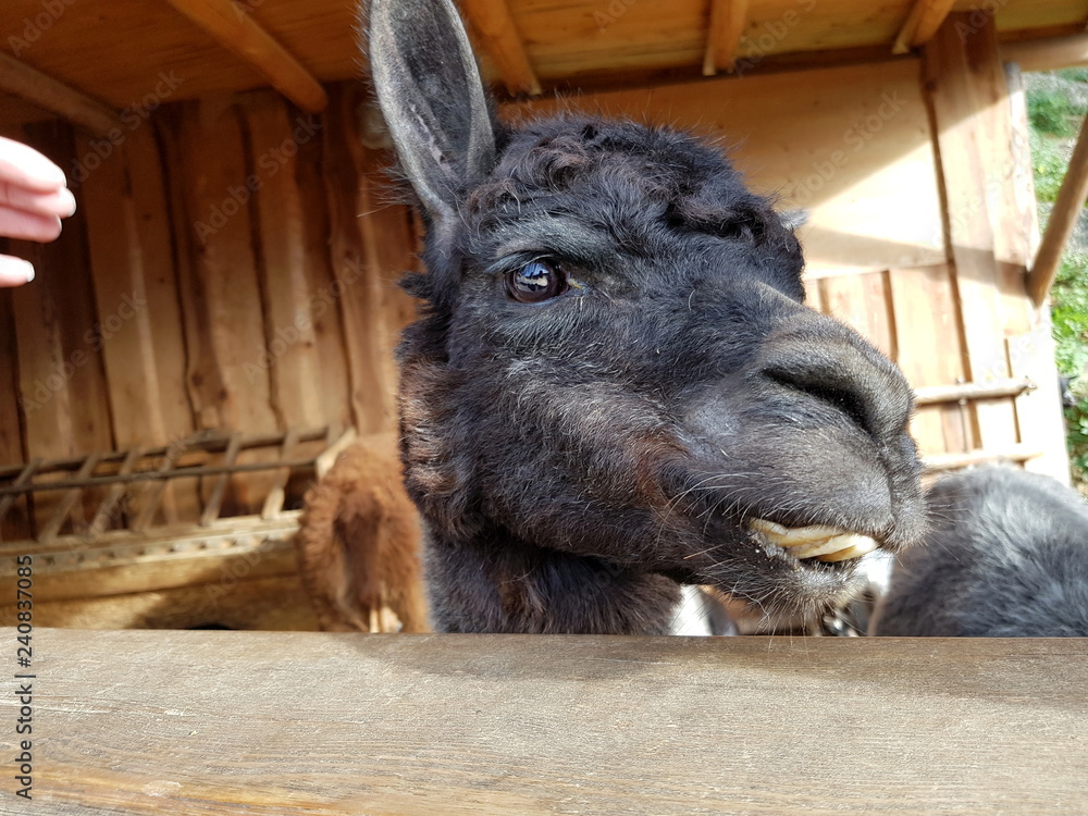 Fototapeta premium Kopf von einem niedlichen Alpaka