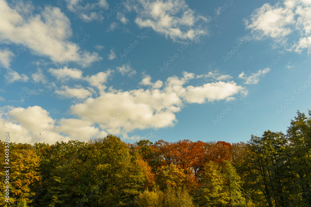 Wald und Himmel