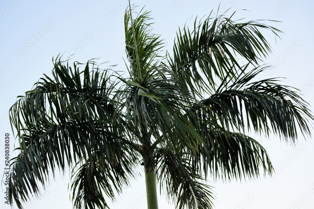 Fototapeta premium The top of a beautiful green palm. Palawan. Philippines.