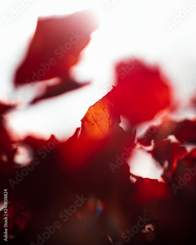 red rose petals