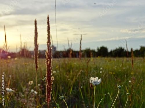 Morning field