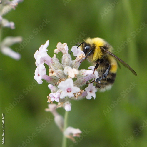 Bumblebee on a blossom