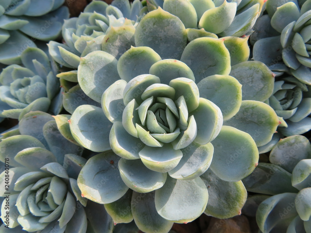 echeveria elegans background echeveria elegans background