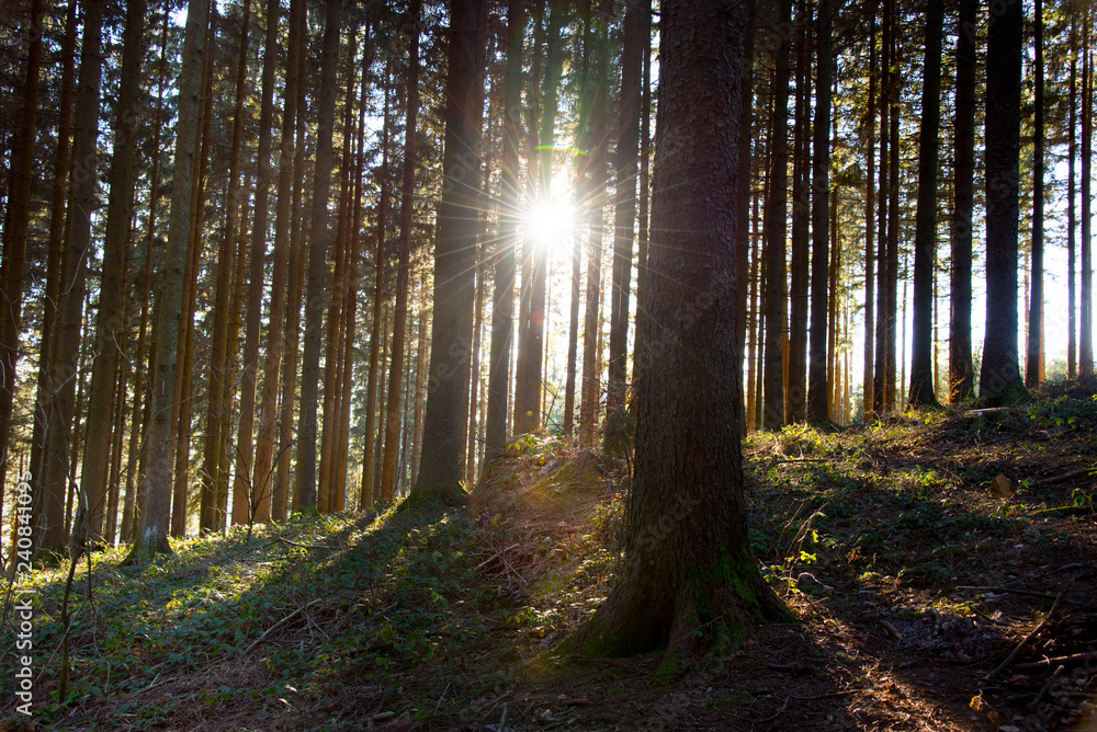 Obraz premium Sonnenstrahlen in den Wälder des Schwarzwaldes nahe Freiamt