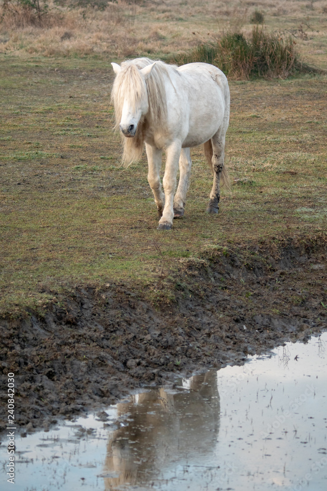 Fototapeta premium Morgenstimmung in der Camargue
