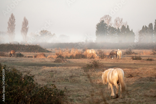 Morgenstimmung in der Camargue photo