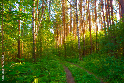 Forest in the rays of the summer sun.