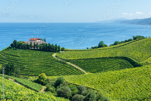 Txakoli vineyards with Cantabrian sea in the background, Getaria in Basque Country, Spain photo