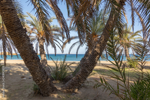 Vai beach with palm trees. Est coast of Crete Greece © jefwod