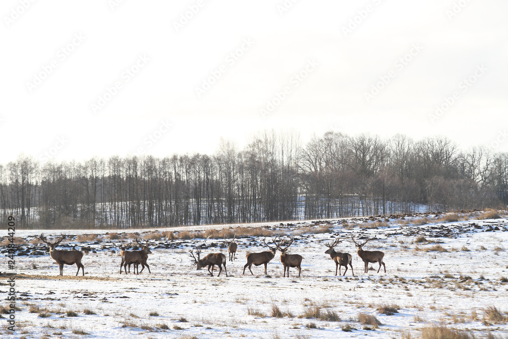 Beautiful wildlife view of wild animals. Beautiful wildlife view of wild animals.