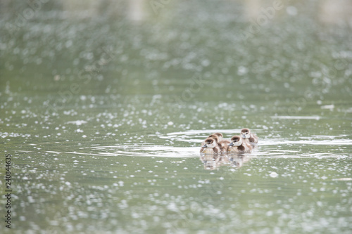 Nilgansfamilie © Alexander von Düren