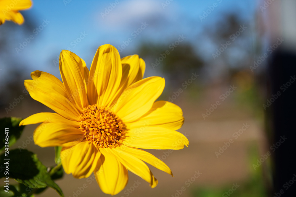 Obraz premium Yellow sunflower is growing beautiful.
