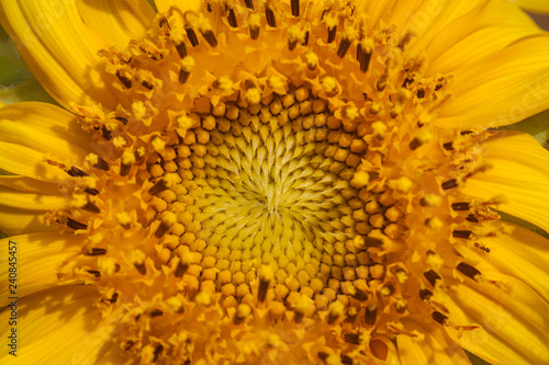 Beautiful of bright colored sunflowers.